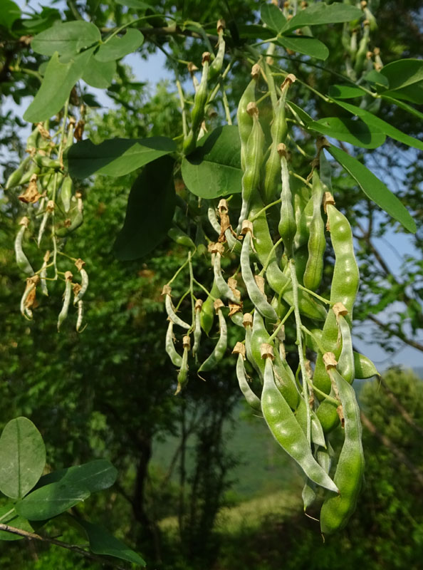 Laburnum anagyroides - Fabaceae